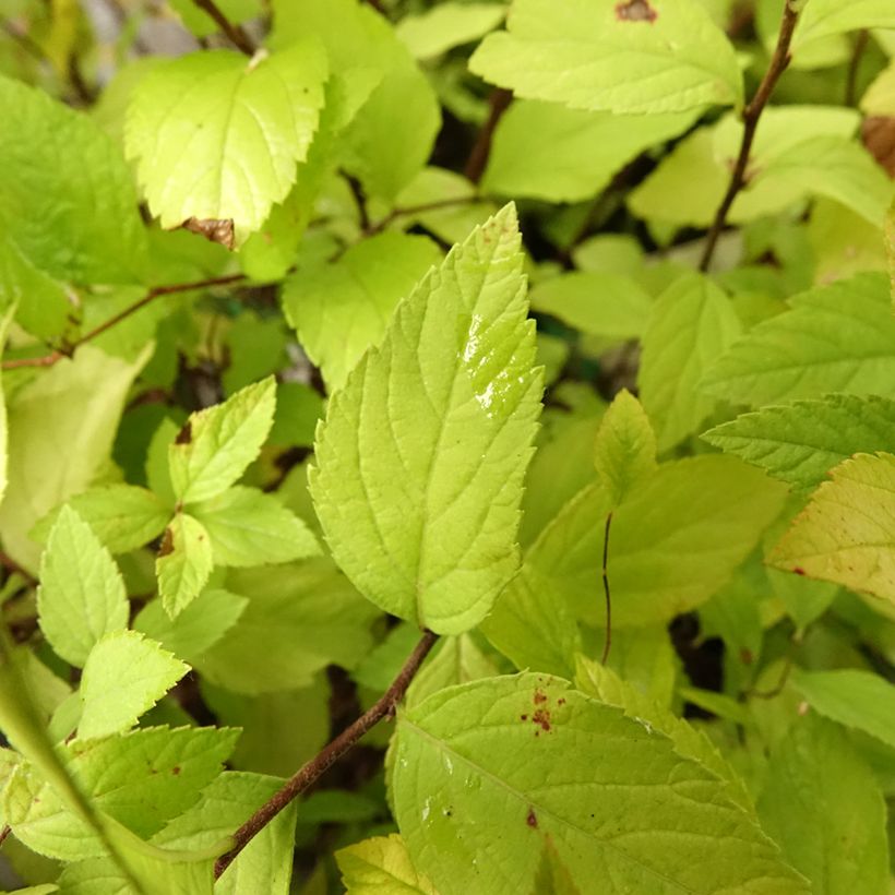 Sommerspiere Little Princess - Spiraea japonica (Laub)