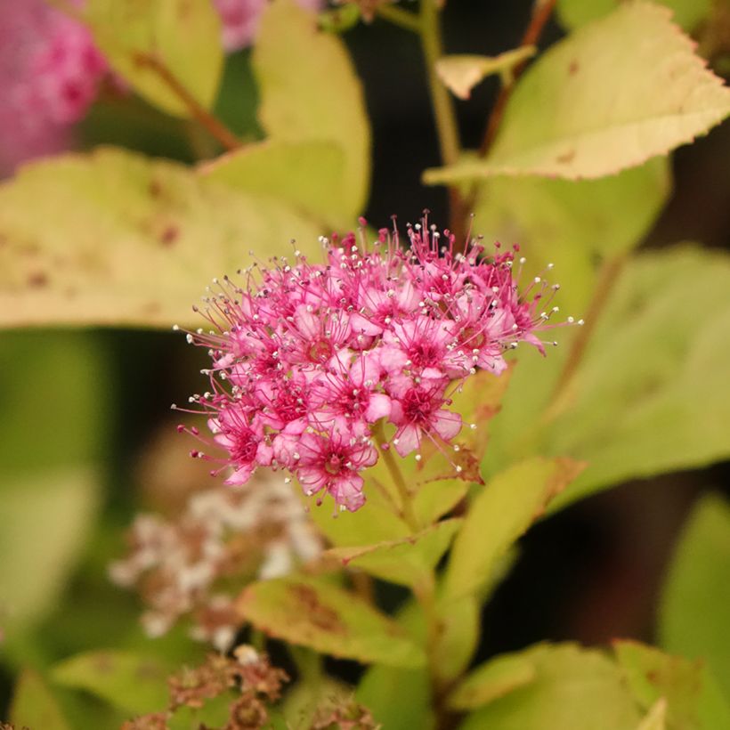 Sommerspiere Little Princess - Spiraea japonica (Blüte)