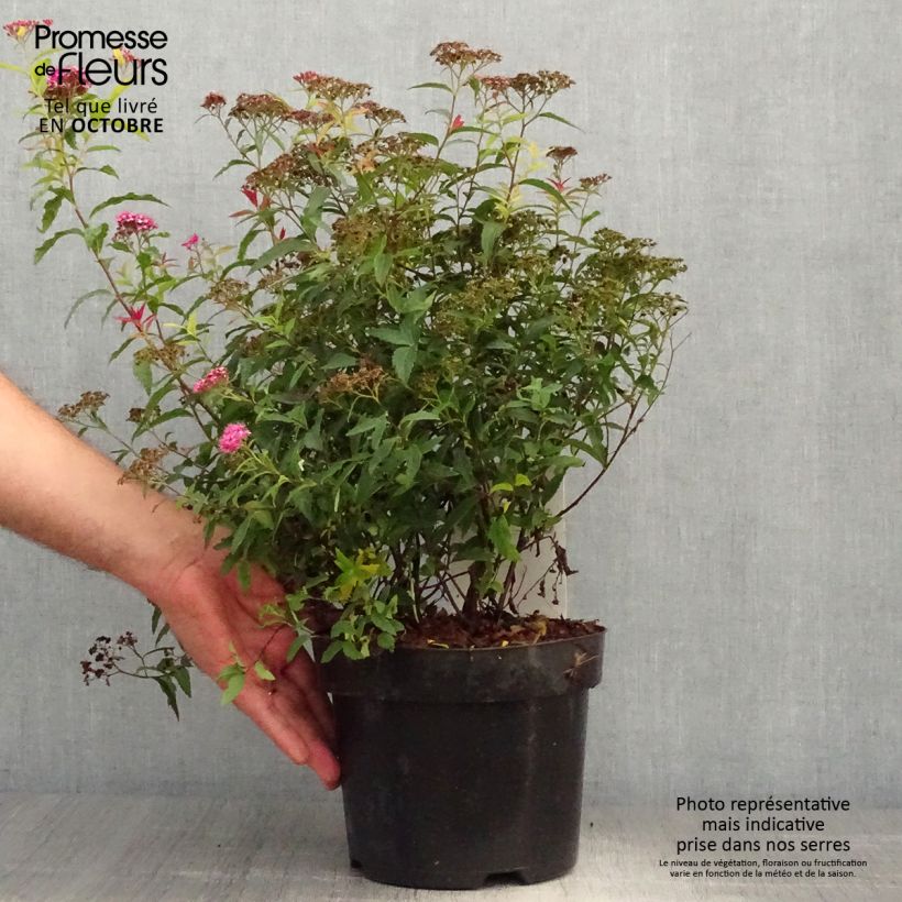 Exemplar von Spirée japonaise - Spiraea japonica Dart's Red en pot de 4L/5L wie im Herbst geliefert