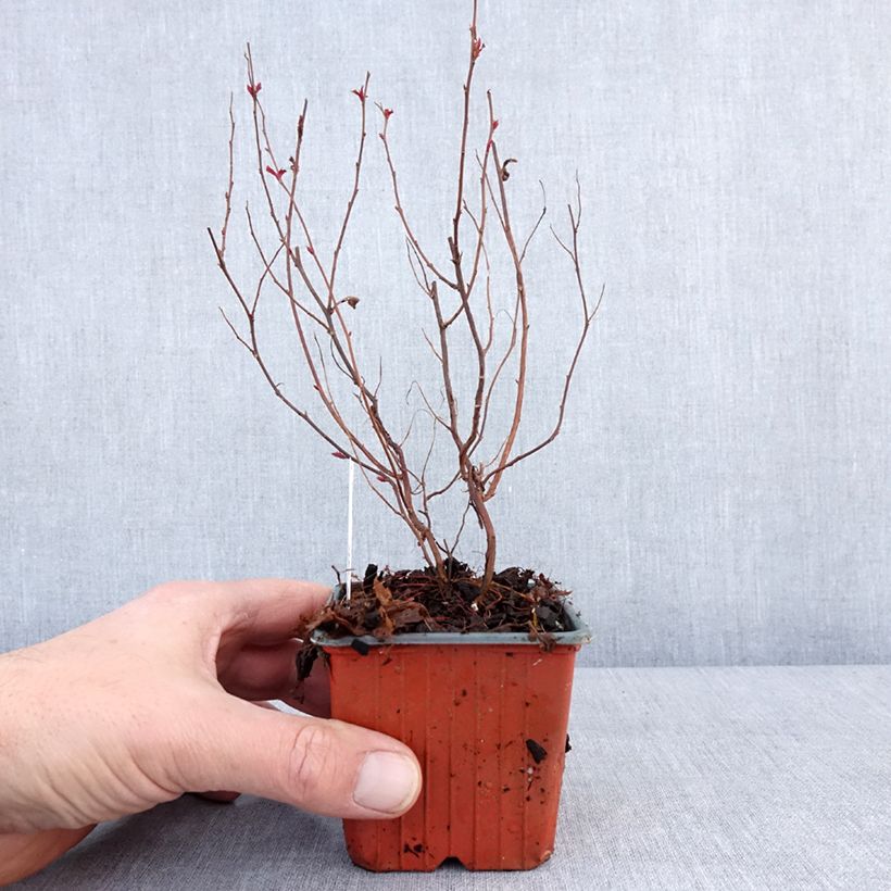 Exemplar von Sommerspiere Darts Red - Spiraea japonica Kleine Töpfe von 8/9 cm wie im Winter geliefert