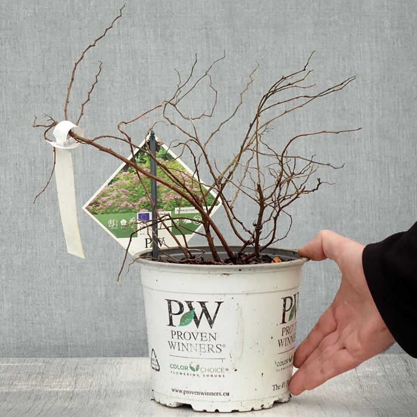 Exemplar von Spirée japonaise - Spiraea japonica Double Play Big Bang Pot de 2L/3L wie im Herbst geliefert