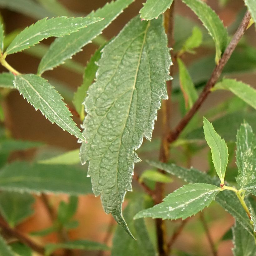 Sommerspiere Neon Flash - Spiraea japonica (Laub)