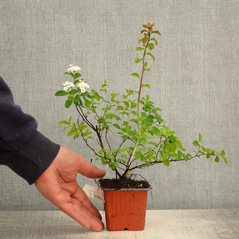 Exemplar von Spirée japonaise - Spiraea nipponica Halward's Silver - Godet de 8/9 cm wie im Frühjahr geliefert