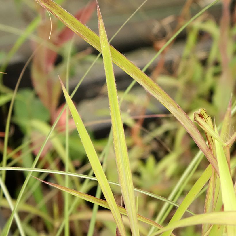 Spodiopogon sibiricus - Graubartgras (Laub)