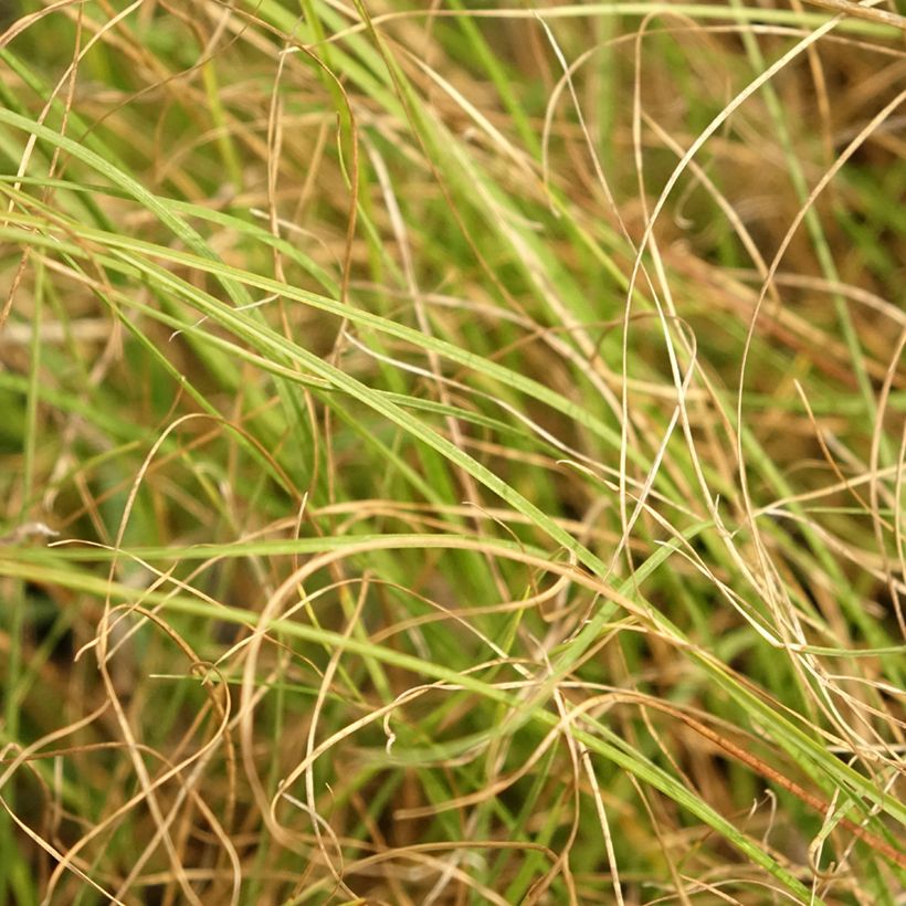 Sporobolus heterolepis Cloud - Tautropfengras (Laub)