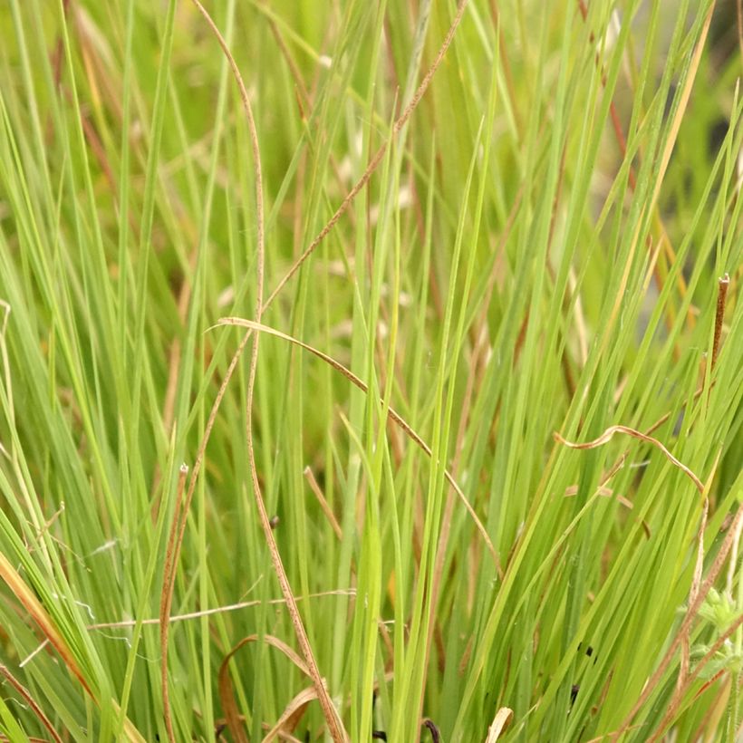 Sporobolus heterolepis Wisconsin Strain - Tautropfengras (Laub)