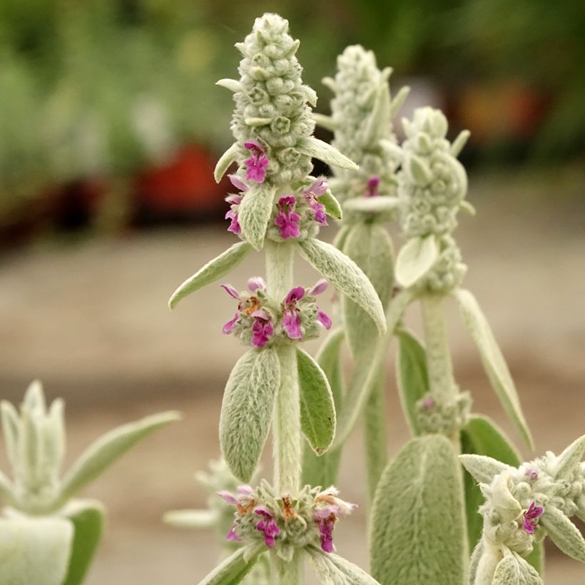 Woll-Ziest Big Ears - Stachys byzantina (Blüte)