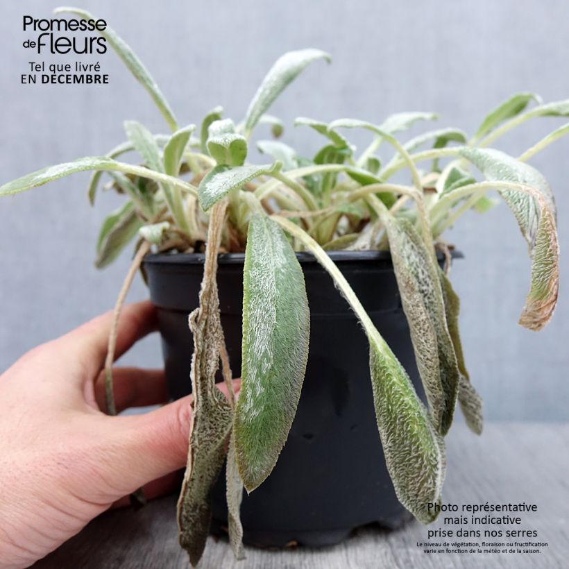 Exemplar von Stachys byzantina - Oreilles d'ours en pot de 2/3 litres wie im Herbst geliefert