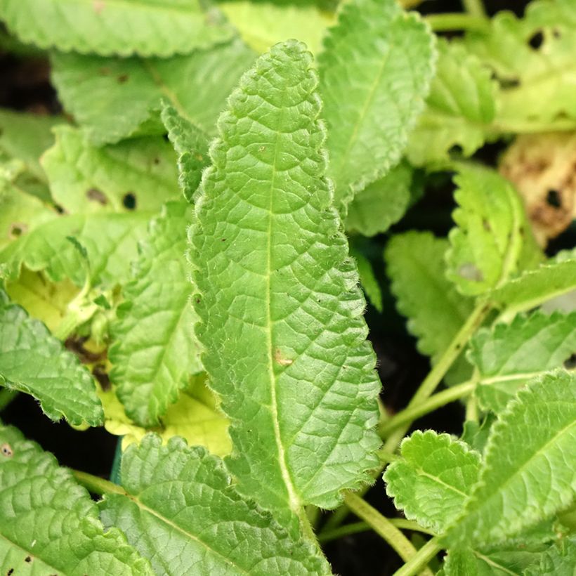 Echte Betonie Alba - Stachys officinalis (Laub)