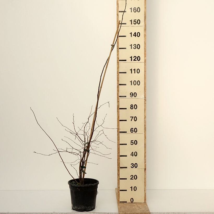 Exemplar von Stachyurus chinensis Goldbeater - Perlschweif Topf mit 7,5L/10LGelieferte Höhe ca. 100/120cm wie im Winter geliefert