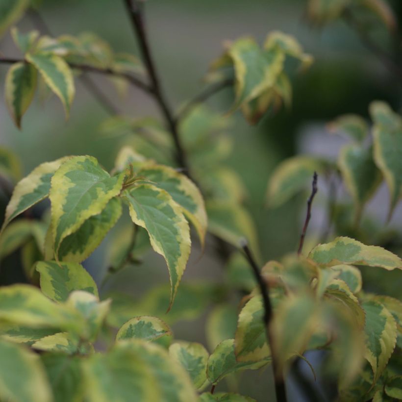 Stachyurus chinensis Joy Forever - Perlschweif (Laub)