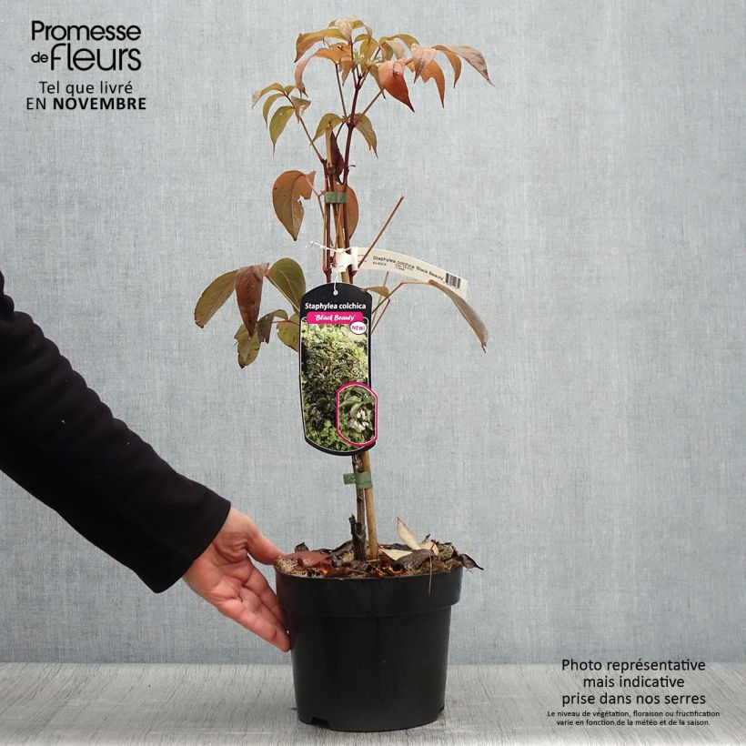 Exemplar von Staphylea colchica Black Beauty - Faux pistachier Pot de 4L/5L wie im Herbst geliefert