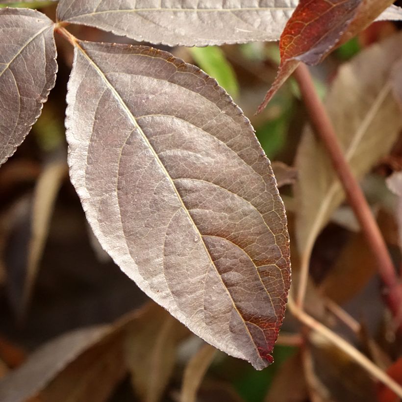 Staphylea colchica Black Beauty - Pimpernuss (Laub)