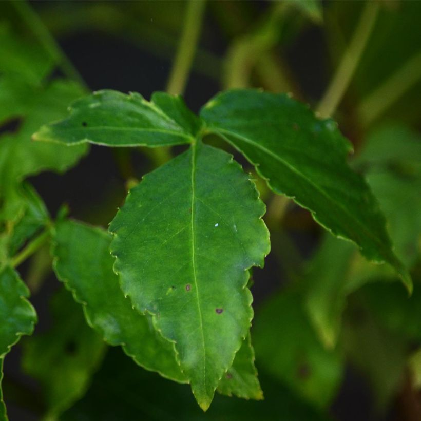 Staphylea colchica - Pimpernuss (Laub)