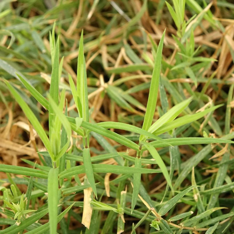 Stellaria holostea - Große Sternmiere (Laub)