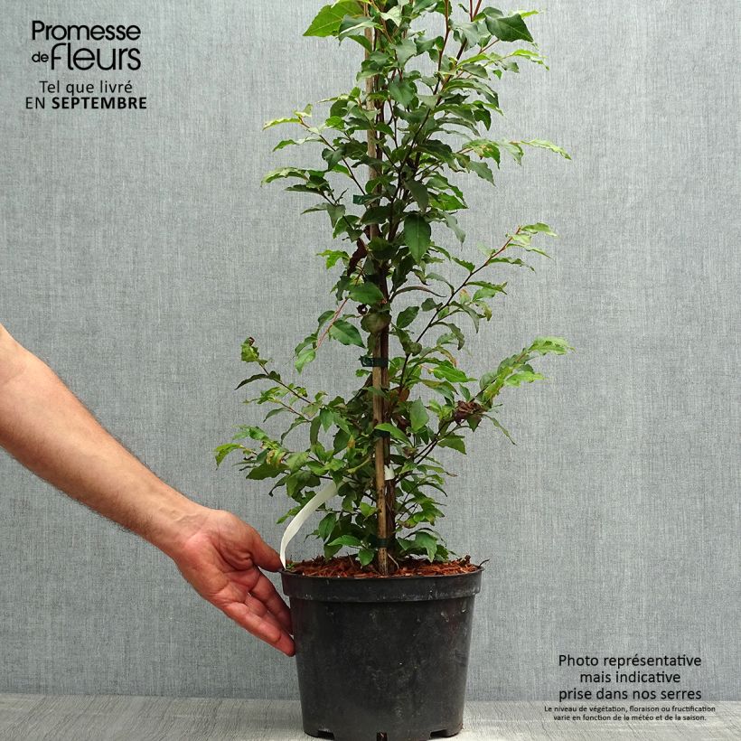 Exemplar von Stewartia monadelpha  Pot de 4L/5L wie im Herbst geliefert