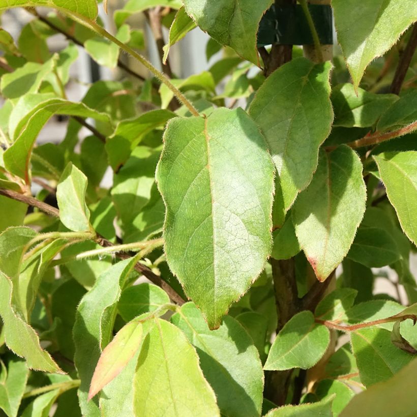 Stewartia monadelpha - Stewartie (Laub)