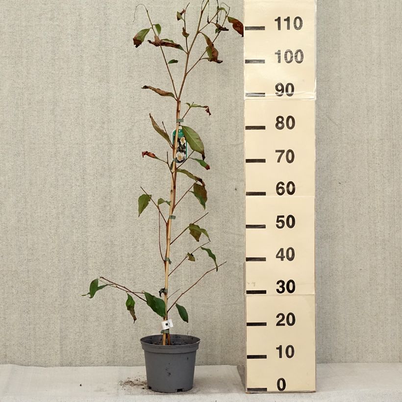 Exemplar von Stewartia pseudocamellia - Stuartie Pot de 3L/4L wie im Herbst geliefert