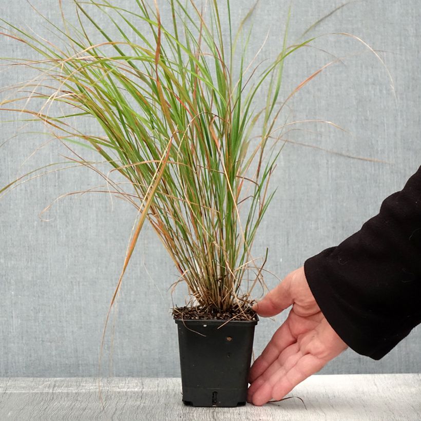 Exemplar von Stipa arundinacea Sirocco - Anemanthele lessoniana Godet de 8/9cm wie im Herbst geliefert