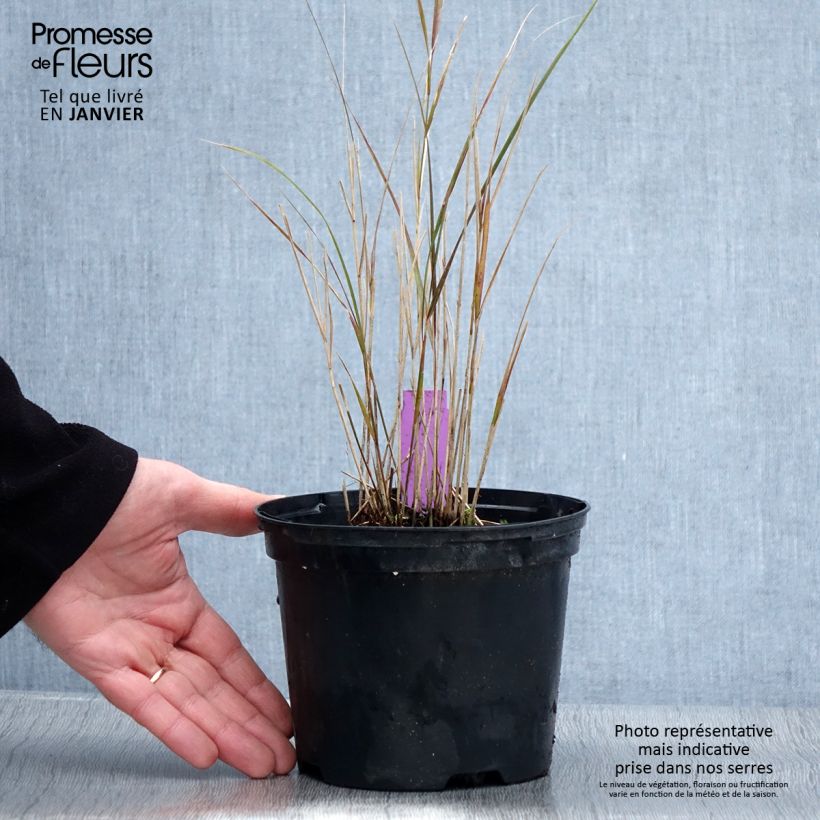 Exemplar von Stipa arundinacea Sirocco - Anemanthele lessoniana Pot de 2L/3L wie im Winter geliefert