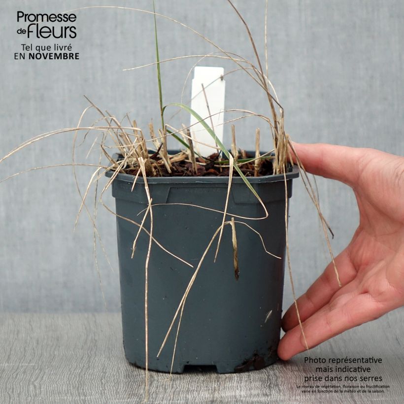 Exemplar von Stipa calamagrostis - Achnaterum en pot de 2/3 litres wie im Herbst geliefert