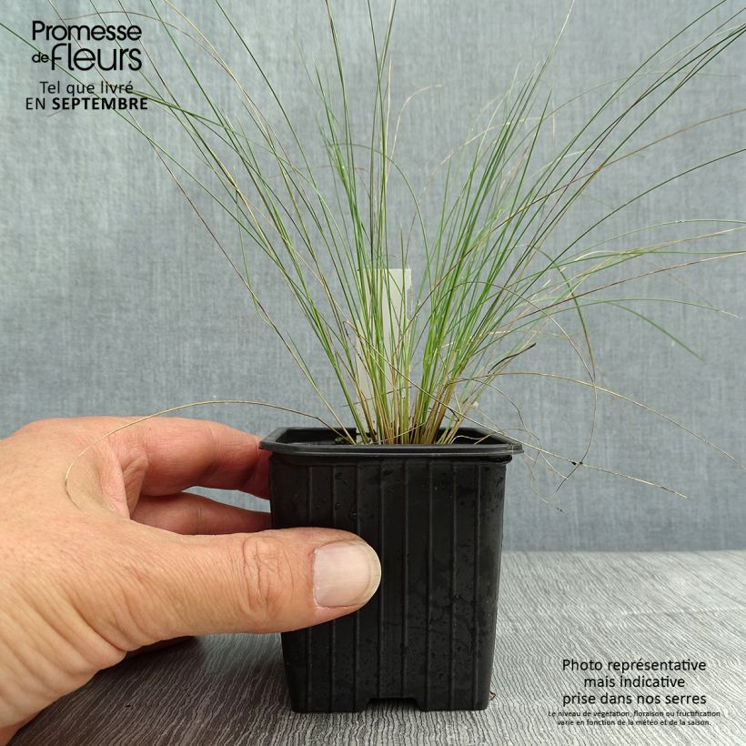 Exemplar von Stipa pennata en godet de 8/9cm wie im Herbst geliefert