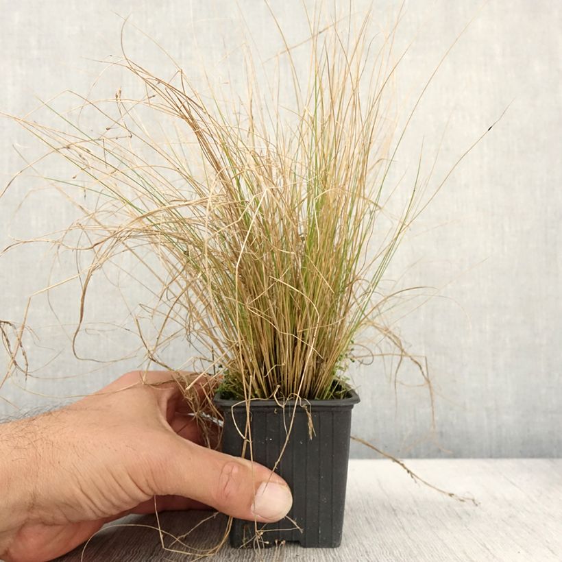 Exemplar von Stipa trichotoma Palomino - Stipe à feuilles dentées Godet de 8/9 cm wie im Herbst geliefert