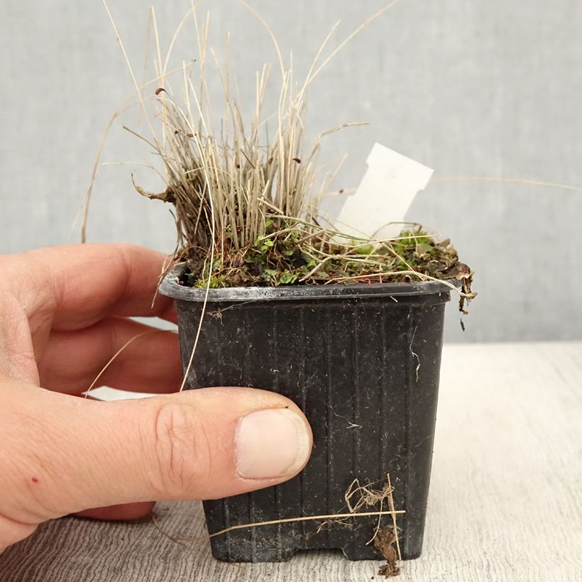 Exemplar von Stipa trichotoma Palomino - Federgras Kleine Töpfe von 8/9 cm wie im Frühjahr geliefert