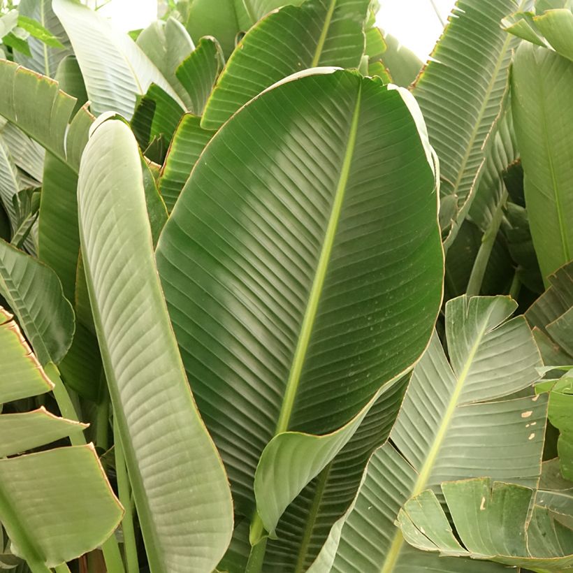 Strelitzia augusta (Laub)