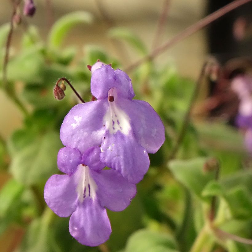 Streptocarpus saxorum Purple - Drehfrucht (Blüte)