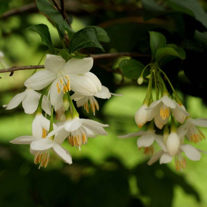 Japanische Storaxbaum - Styrax japonica (Blüte)