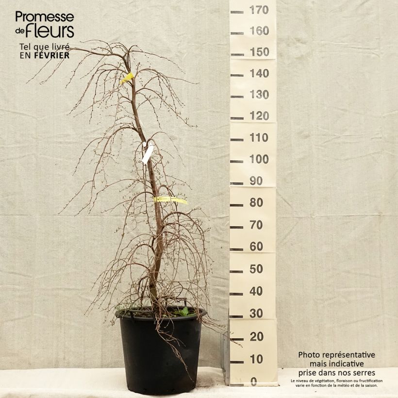 Exemplar von Styrax japonica Fragrant Fountain en pot de 30l/35l wie im Winter geliefert