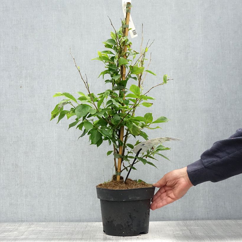 Exemplar von Japanische Storaxbaum Snowfall - Styrax japonica Topf mit 4L/5LGelieferte Höhe ca. 40/50cm wie im Frühjahr geliefert