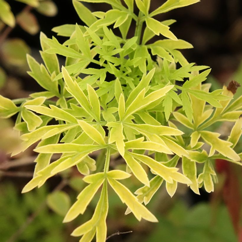 Trauben-Holunder Sutherland Gold - Sambucus racemosa (Laub)