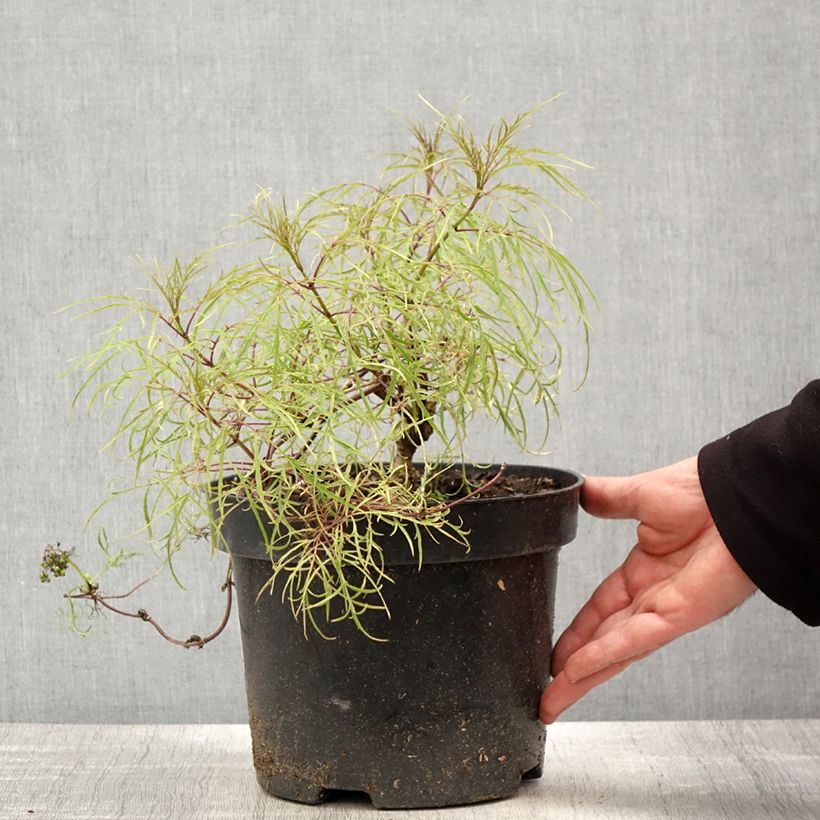 Exemplar von Trauben-Holunder Tenuifolia - Sambucus racemosa Topf mit 4L/5LGelieferte Höhe ca. 20/40cm wie im Frühjahr geliefert