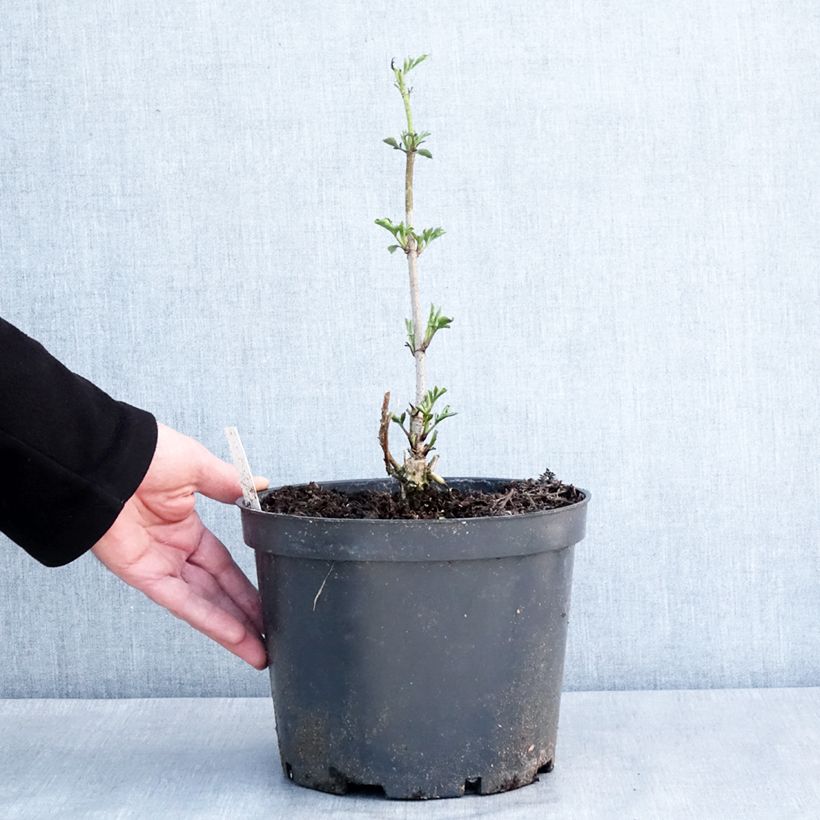 Exemplar von Schwarzer Holunder Anatole - Sambucus nigra Topf mit 4L/5LGelieferte Höhe ca. 60/80cm wie im Winter geliefert