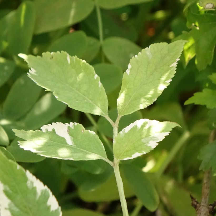 Schwarzer Holunder Golden Spark - Sambucus nigra (Laub)