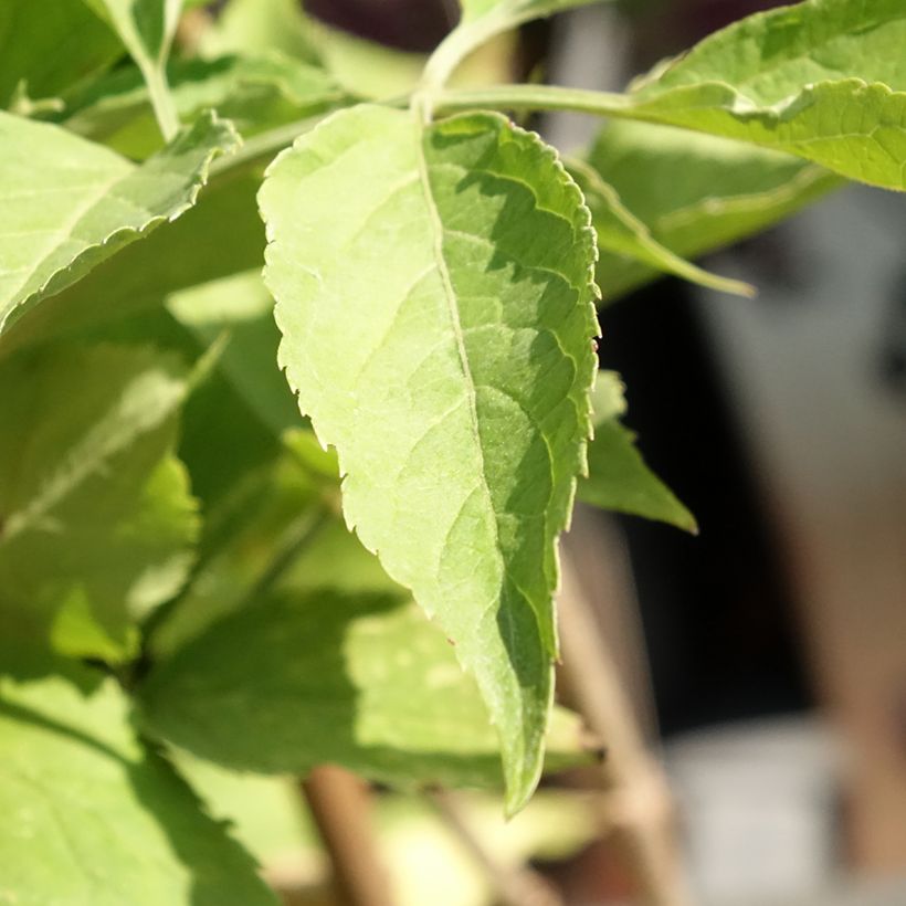 Schwarzer Holunder Korsor - Sambucus nigra (Laub)