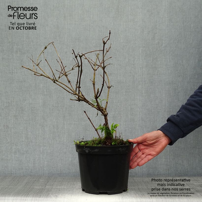 Exemplar von Sureau noir - Sambucus nigra Linearis Pot de 3L/4L wie im Herbst geliefert