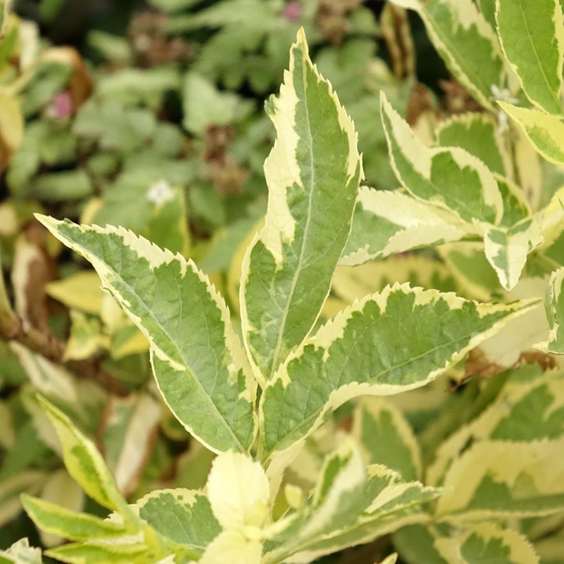 Schwarzer Holunder Madonna - Sambucus nigra (Laub)