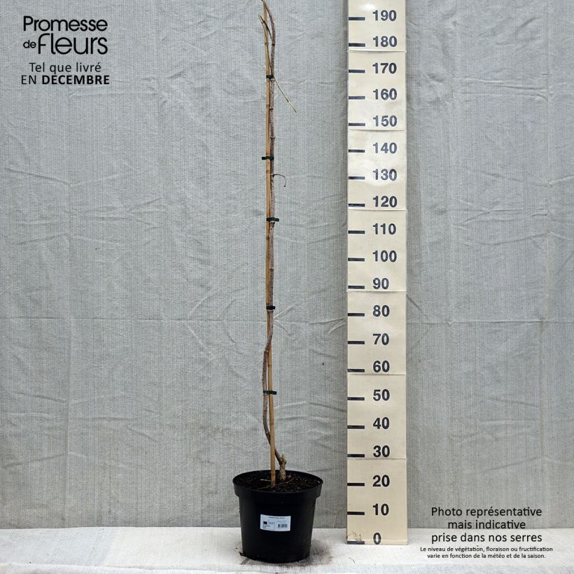 Exemplar von Schwarzer Holunder Pendula - Sambucus nigra Topf mit 12L/15LGelieferte Höhe ca. 200cm wie im Winter geliefert