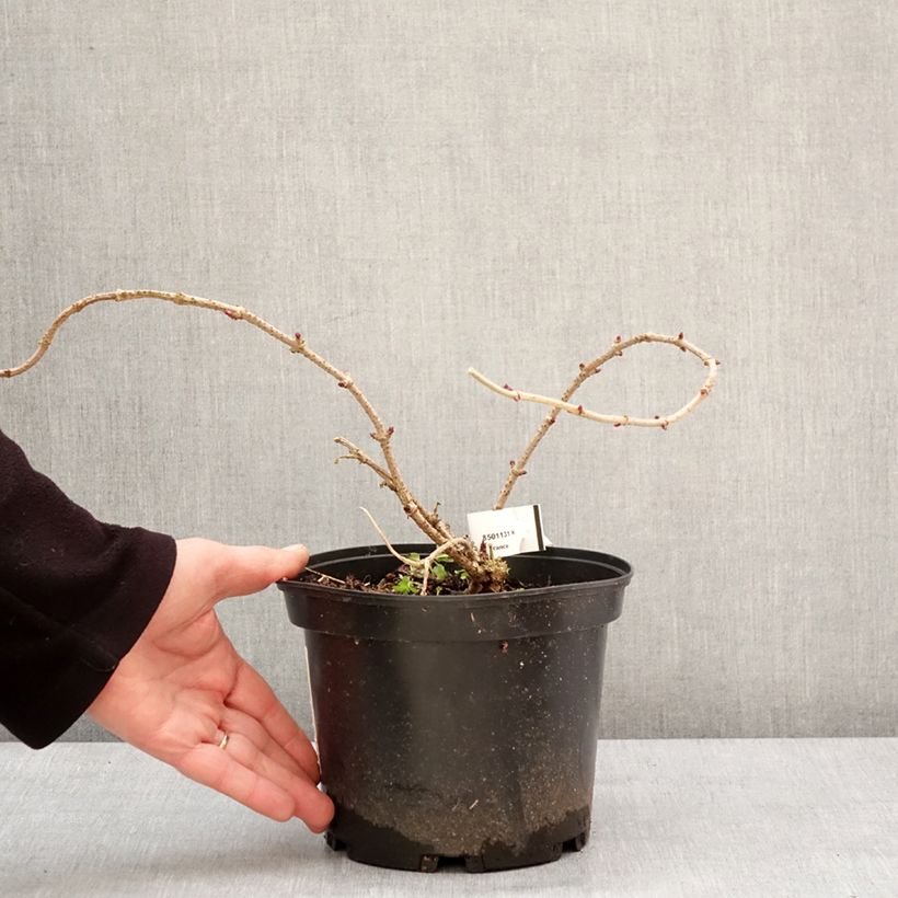 Exemplar von Schwarzer Holunder Pulverulenta - Sambucus nigra Topf mit 3L/4LGelieferte Höhe ca. 40/60cm wie im Winter geliefert