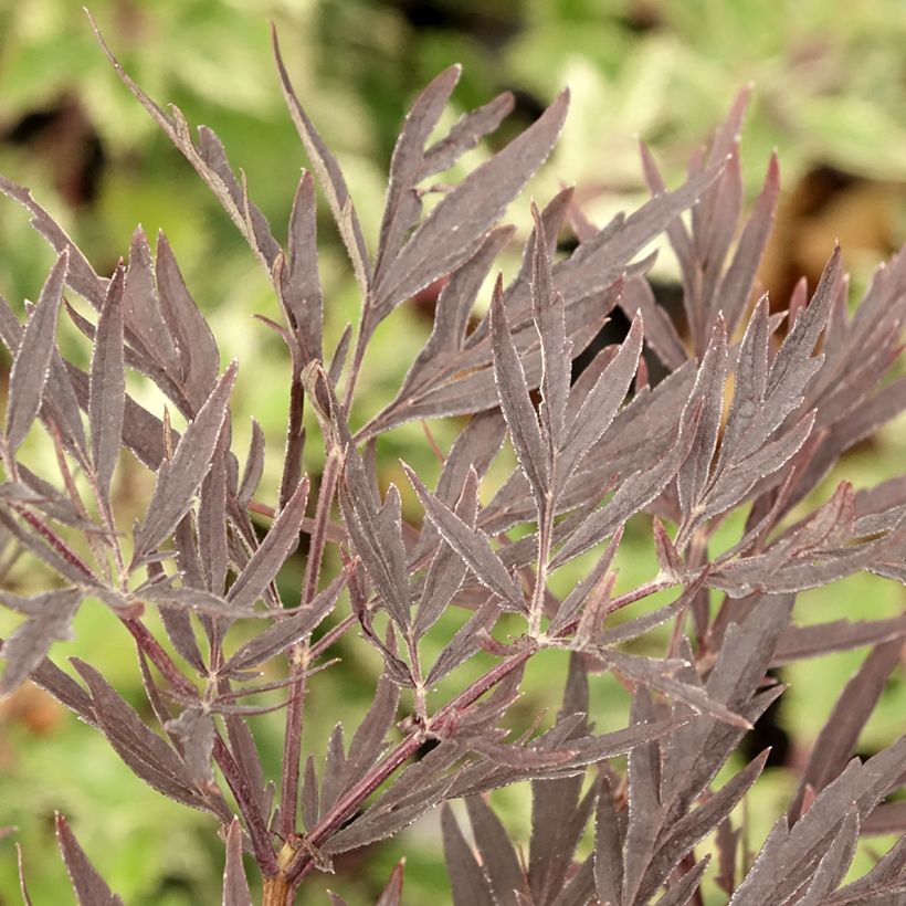 Schwarzer Holunder Straight Laced - Sambucus nigra (Laub)