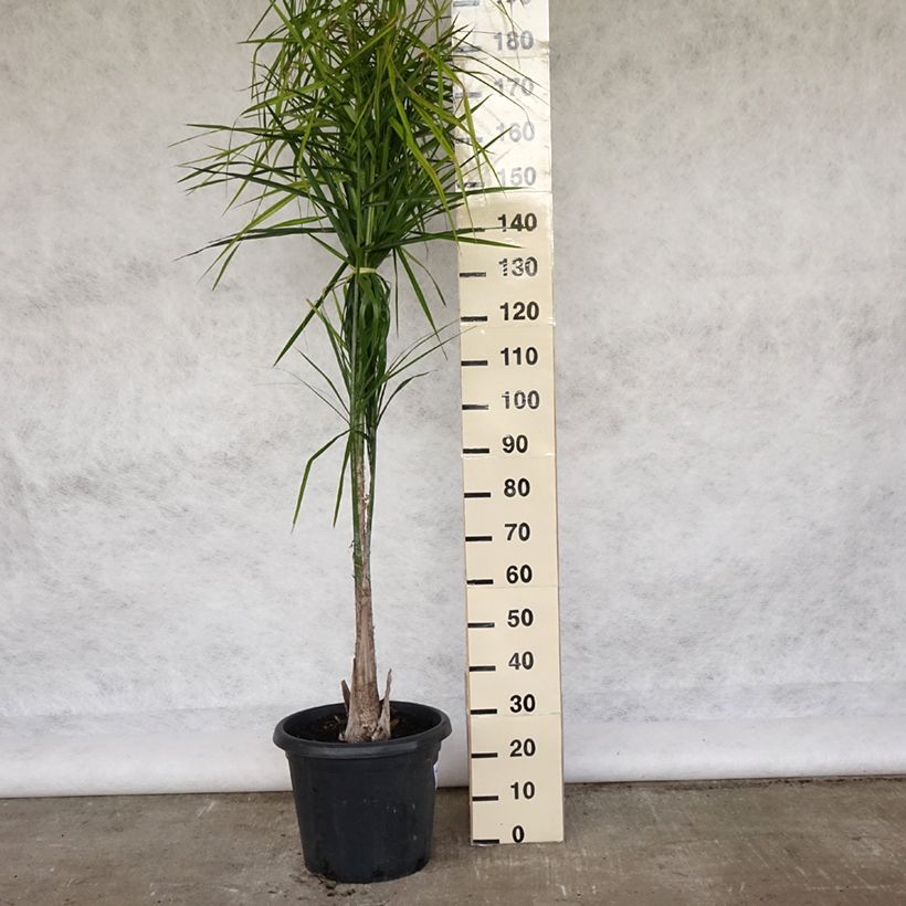 Exemplar von Königin-Palme - Syagrus romanzoffiana Topf mit 20L/25LGelieferte Höhe ca. 200/225cm wie im Frühjahr geliefert