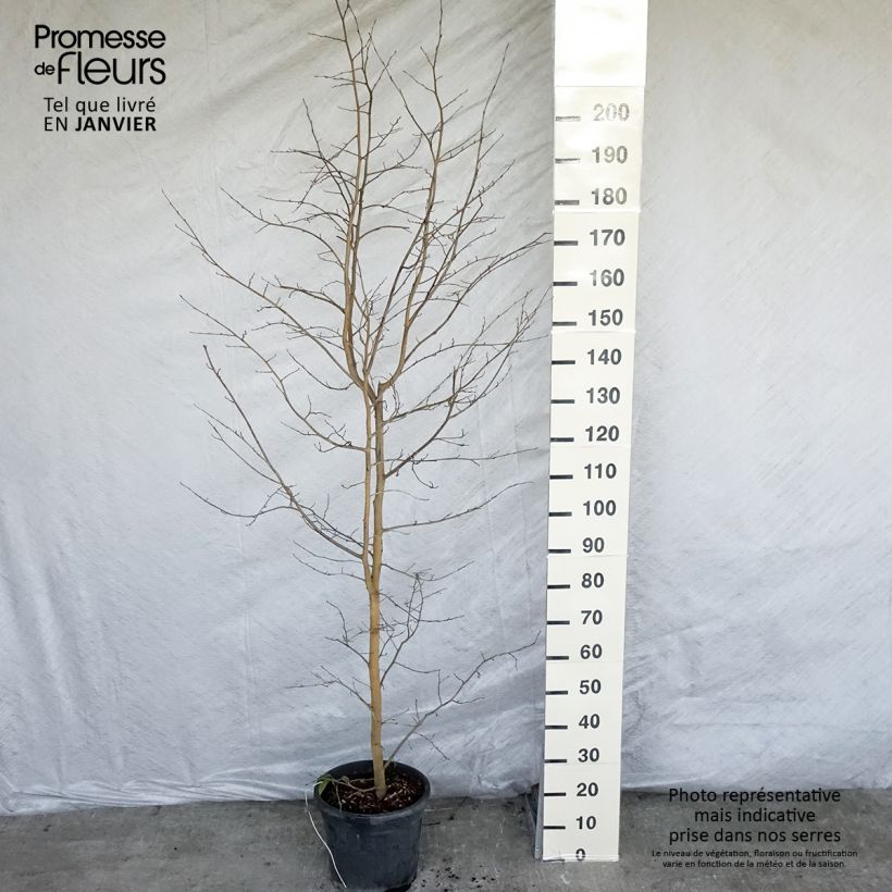 Exemplar von Sycoparrotia semidecidua Autunno Rosso Pot de 12L/15L wie im Winter geliefert