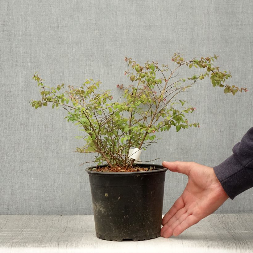 Exemplar von Schneebeere Hancock - Symphoricarpos chenaultii Topf mit 2L/3LGelieferte Höhe ca. 20/30cm wie im Sommer geliefert