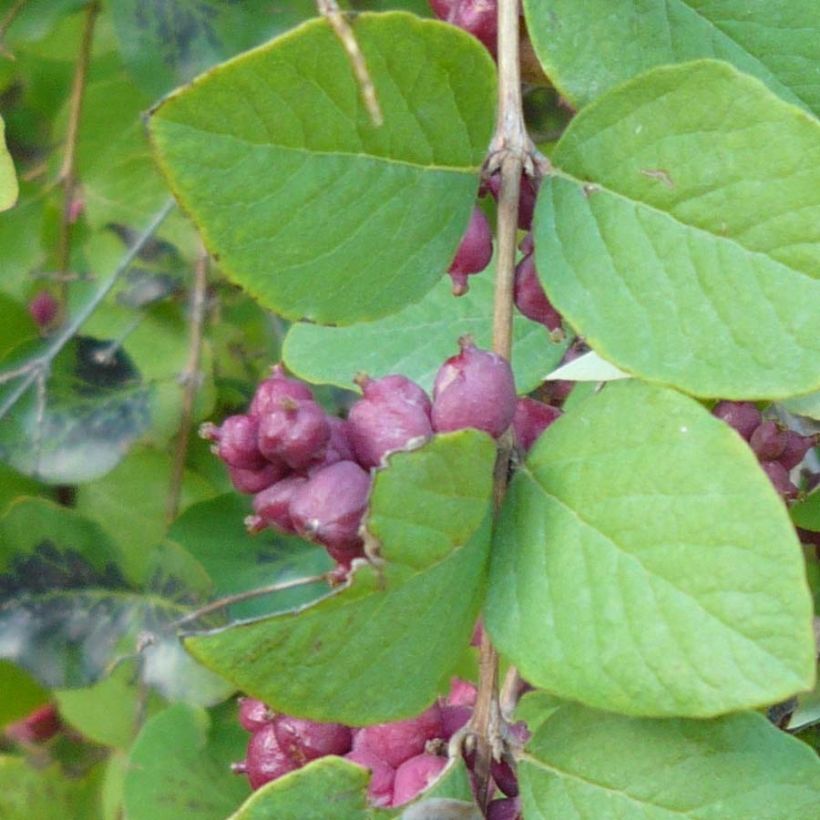 Korallenbeere - Symphoricarpos orbiculatus (Laub)