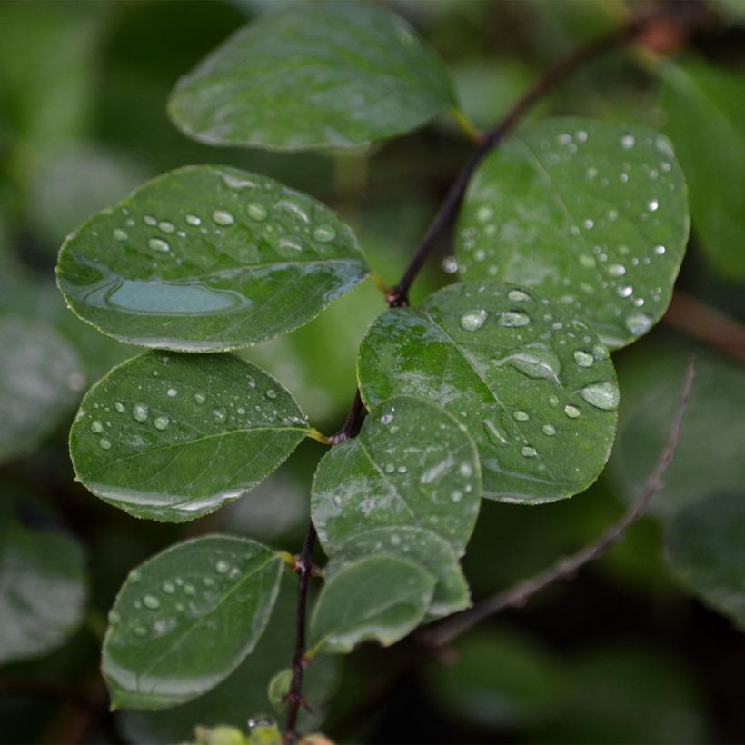 Amethystbeere Amethyst - Symphoricarpos (Laub)