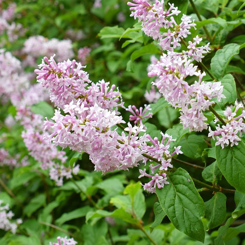 Ungarischer Flieder - Syringa josikae (Blüte)