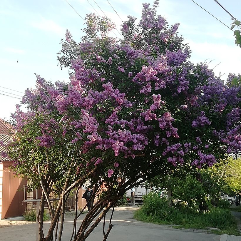 Ungarischer Flieder - Syringa josikae (Hafen)